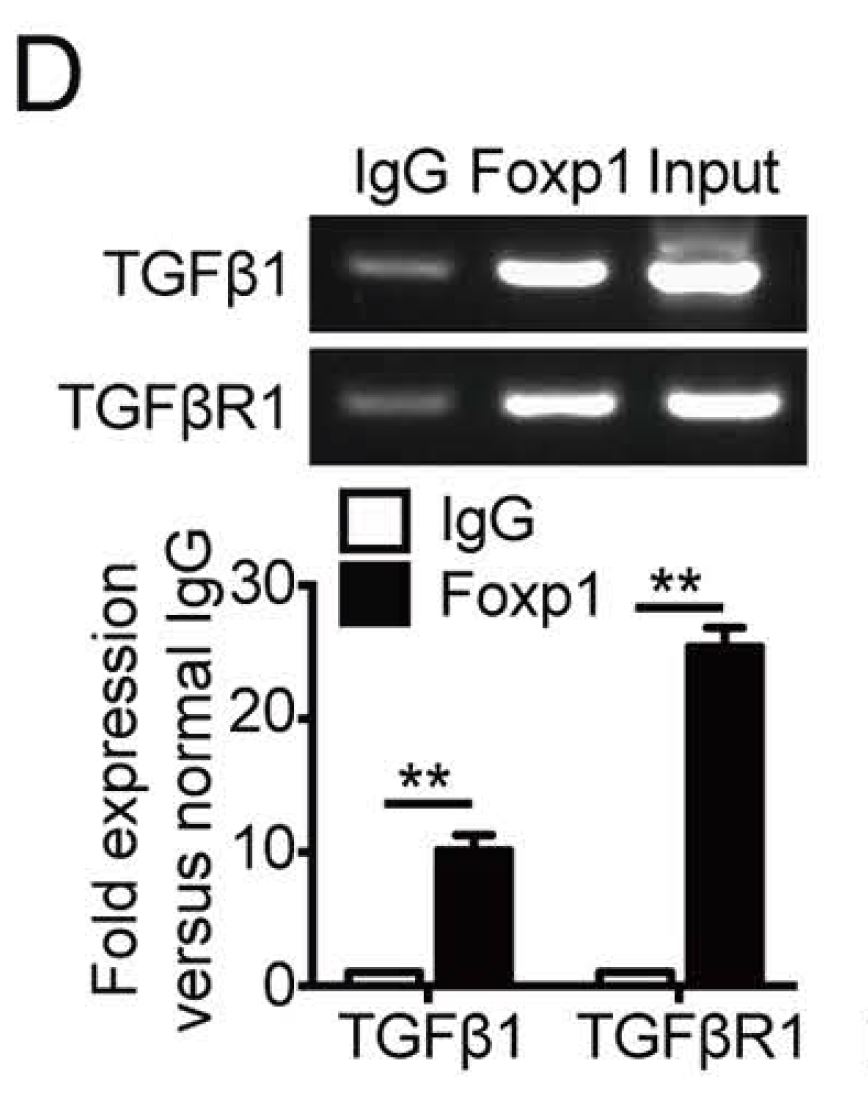 Useful Chromatin Immunoprecipitation (ChIP) Assay Kit